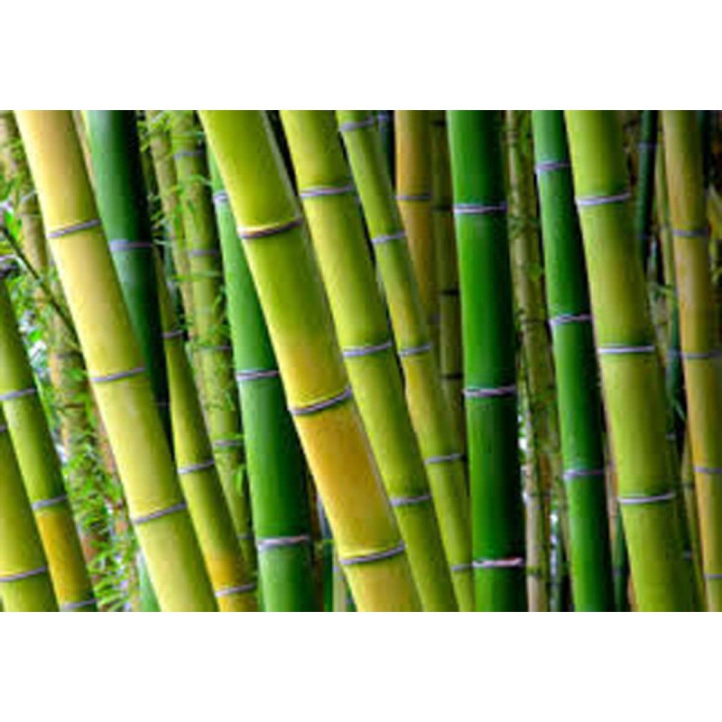 Trio Bamboo Matratze